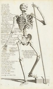 Estudo Anatômico do Esqueleto Humano por Carlo Cesi de Carlo Cesi