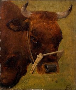 Cabeça de vaca. Estudo. de Carlo Dalgas