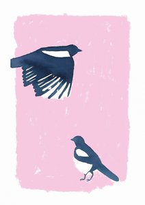 Magpies do Céu Rosa de Carola Cedell