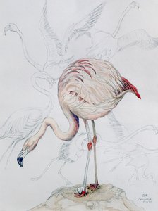 Flamingo (lápis e wc no papel)