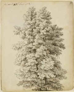 Grupo de árvores de Caspar David Friedrich