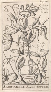 oleiro Gloss Terrestris / Terra-cerejas, Aard-nuts (título no objeto) de Caspar Luyken