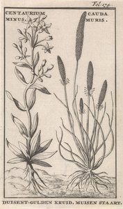 Centaury e cauda de rato Centaurium Menos. Cauda Muris Duisent-Guilder Herb. Cauda do mouse (título no objeto)