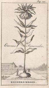 coroa imperial Corona Imperialis / Coroa Imperial (título no objeto) de Caspar Luyken