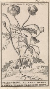 Papoila
Papaver erraticum, Papaver Rhoeas / Wilden heul. Flores Kolle. Flores de cancro. Rooden-heul (título sobre o objecto)
