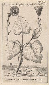 Coltsfoot com erva para tosse Tussilago, Farfara, Ungula Caballina / Hoof Leaf, Cough Herb (título no objeto) de Caspar Luyken