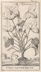 erva de fígado Hepetica / Noble-Liver-Herb (título no objeto) de Caspar Luyken