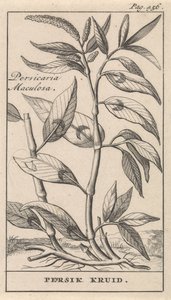tempero de pêssego Persicaria Maculosa / Persik Herb (título no objeto) de Caspar Luyken
