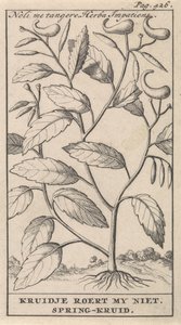erva de primavera Noli me tangere, Herba Impatiens / Kruidje não me comove. Erva de primavera (título no objeto) de Caspar Luyken