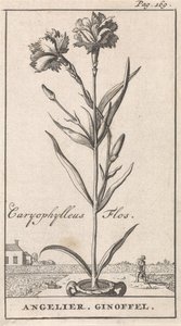 Folha de rosto e oito gravuras com flores Anjelier Caryophylleus Flos / Angelier. Ginoffel (título no objeto) de Caspar Luyken