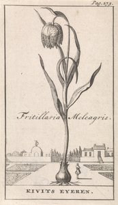 Folha de rosto e oito gravuras com flores Kievitsbloem Fritillaria Meleagris / Kivits Eyeren (título no objeto) de Caspar Luyken