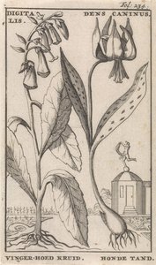 Página de Título e Oito Estampas com Flores
Luva Foxglove e suporte de cão
Digitalis. Dens Caninus / Erva de chapéu de dedo. Dente de cão (título sobre o objecto)