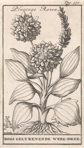 Folha de rosto e oito gravuras com flores Weegbree Plantago Rosea / Roos gelykenende Weeg-bree (título no objeto) de Caspar Luyken