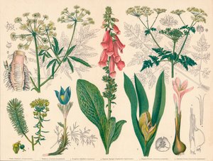 Floresta. de Cassell and Co