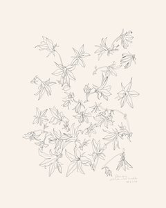 Estudo botânico das flores