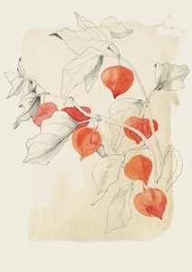  de Catalina Somolinos