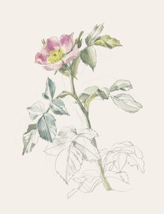 Rosa selvagem em tons delicados de rosa de Catalina Somolinos