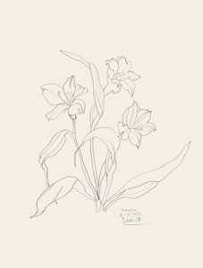 Desenhos florais elegantes de Catalina Somolinos