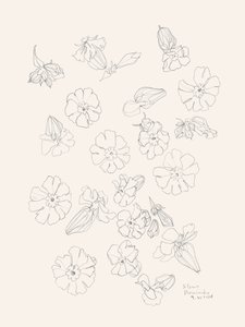 Desenhos elegantes de flores de Catalina Somolinos