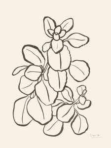 Desenho de folhas orgânicas