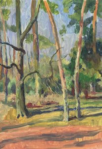 Caminho na floresta banhado pelo sol