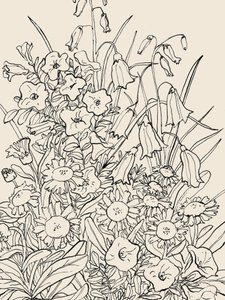 Flores silvestres de Catalina Somolinos