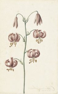 Galho com lírios marrons avermelhados de Catharina Lintheimer