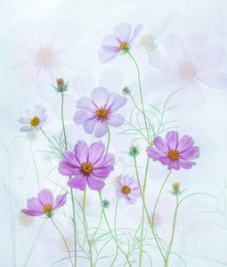 Cosmos Rosa de Sonho de Catherine Wang