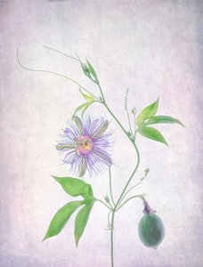 Flor da Paixão Vibrante de Catherine Wang