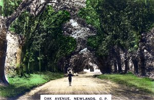 Oak Avenue, Newlands, Joanesburgo, Gauteng, África do Sul, c1920s. de Cavenders Ltd