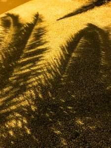 Composição - Sombras, 2021 (foto) de Cécile Jamet