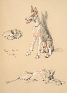 Cachorro Ibiza Hound, 1930, ilustrações de seu caderno de desenho usado para apenas entre amigos, Aldin, Cecil Charles Windsor (1870-1935), mais tarde publicado pela Eyre e Spottiswoode Limited, 1934, giz e Ch de Cecil Charles Windsor Aldin