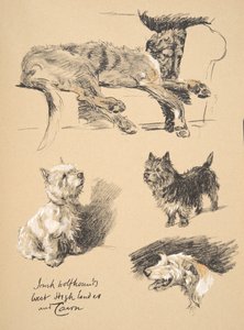 Wolfhound irlandês, West Highlander e Cairn, 1930, ilustrações de seu caderno de desenho usado para &39;Só entre amigos&39;, Aldin, Cecil Charles Windsor (1870-1935), mais tarde publicado pela Eyre e Spottiswoode L de Cecil Charles Windsor Aldin