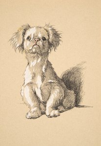 Peke, 1930, ilustrações de seu livro de desenho usado para apenas entre amigos, Aldin, Cecil Charles Windsor (1870-1935), mais tarde publicado pela Eyre e Spottiswoode Limited, 1934, giz e carvão em pape de Cecil Charles Windsor Aldin