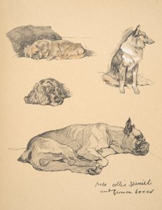 Peke, Collie, Spaniel e Boxer alemão, 1930, ilustrações de seu livro de desenho para &39;Just Among Friends&39;, Aldin, Cecil Charles Windsor (1870-1935), publicado pela Eyre e Spottiswoode Limited, 1934, C de Cecil Charles Windsor Aldin