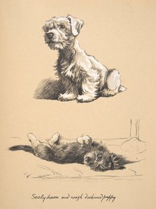 Filhote de cachorro Sealyham and Rough Dachund, 1930, ilustrações de seu caderno de esboços usado apenas entre amigos, mais tarde publicado por Eyre e Spottiswoode Limited, 1934 (giz e charcolal no papel) de Cecil Charles Windsor Aldin