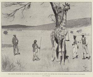 A girafa apresentada à rainha pelo rei Khama em seu solo nativo antes da viagem para a Inglaterra, que terminou em sua morte de Cecil Charles Windsor Aldin
