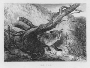 A Raposa (gravura) de Charles (after) Hancock