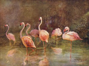 Flamingos (cor litho) de Charles (after) Whymper