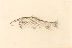 C. Auréolo