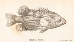 Cicla, Enéia