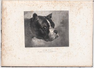 Bull-Dog de Charles Aubry