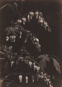 Natureza morta floral (corações sangrando)