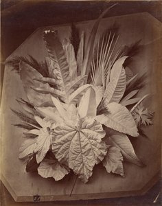 [Arranjo das folhas]. de Charles Aubry