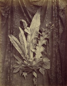[Estudo das folhas sobre fundo de renda floral], 1864. de Charles Aubry