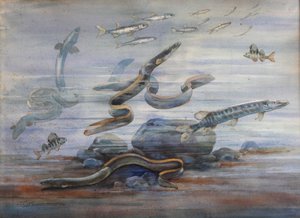 Sea Fish, c.1907 (aguarela)