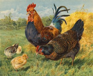 Frangos (chromolitho)