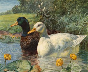 Patos (chromolitho)