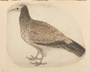 Abutre egípcio de Charles Collins