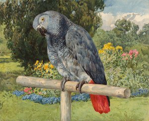 Papagaio Cinzento (chromolitho) de Charles Collins